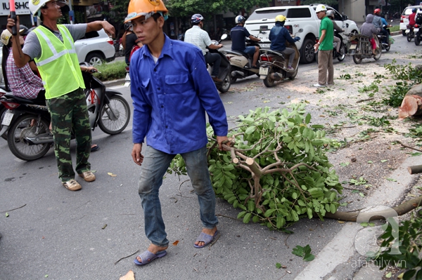 chặt cây